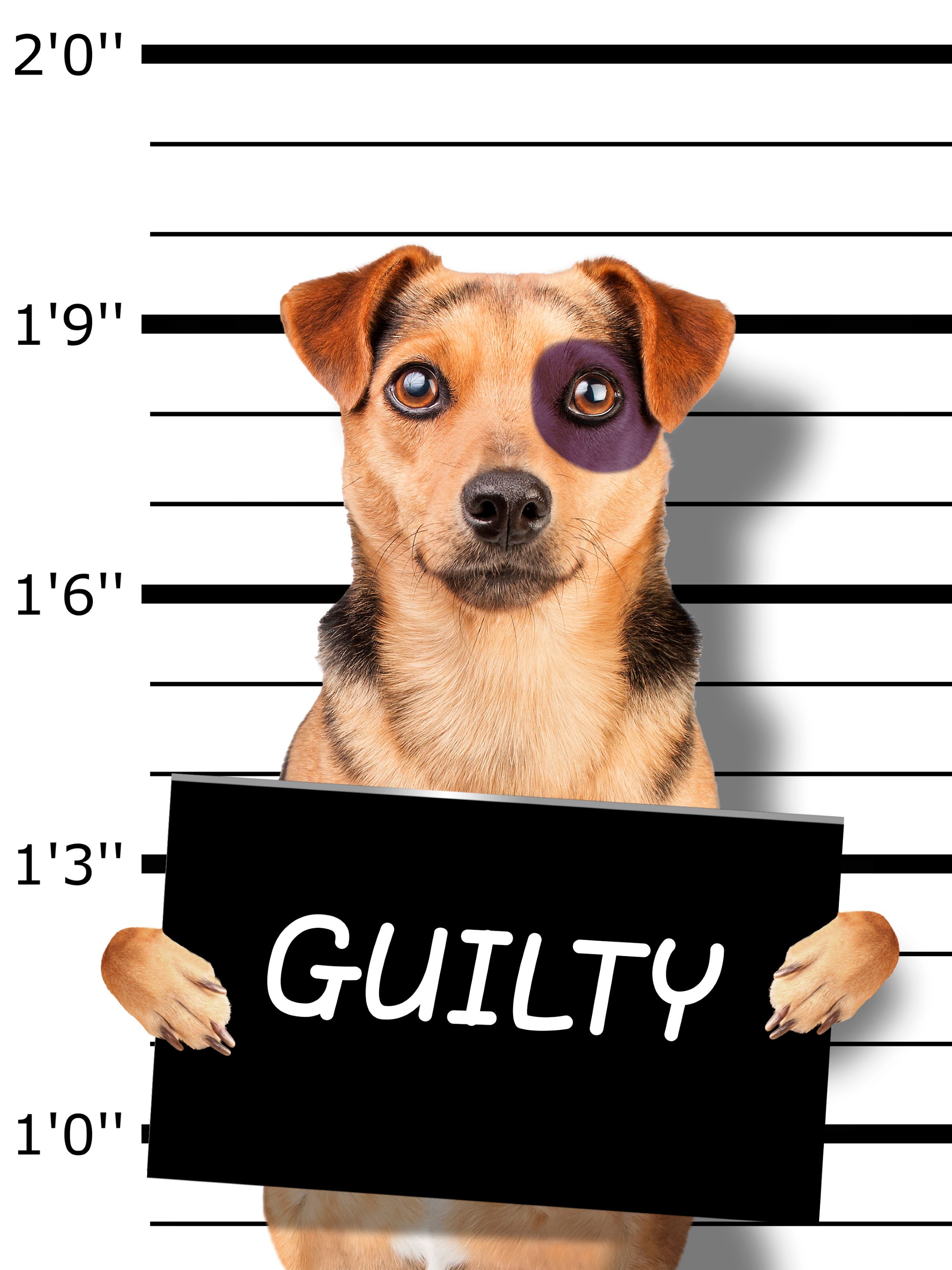 dog with guilty note