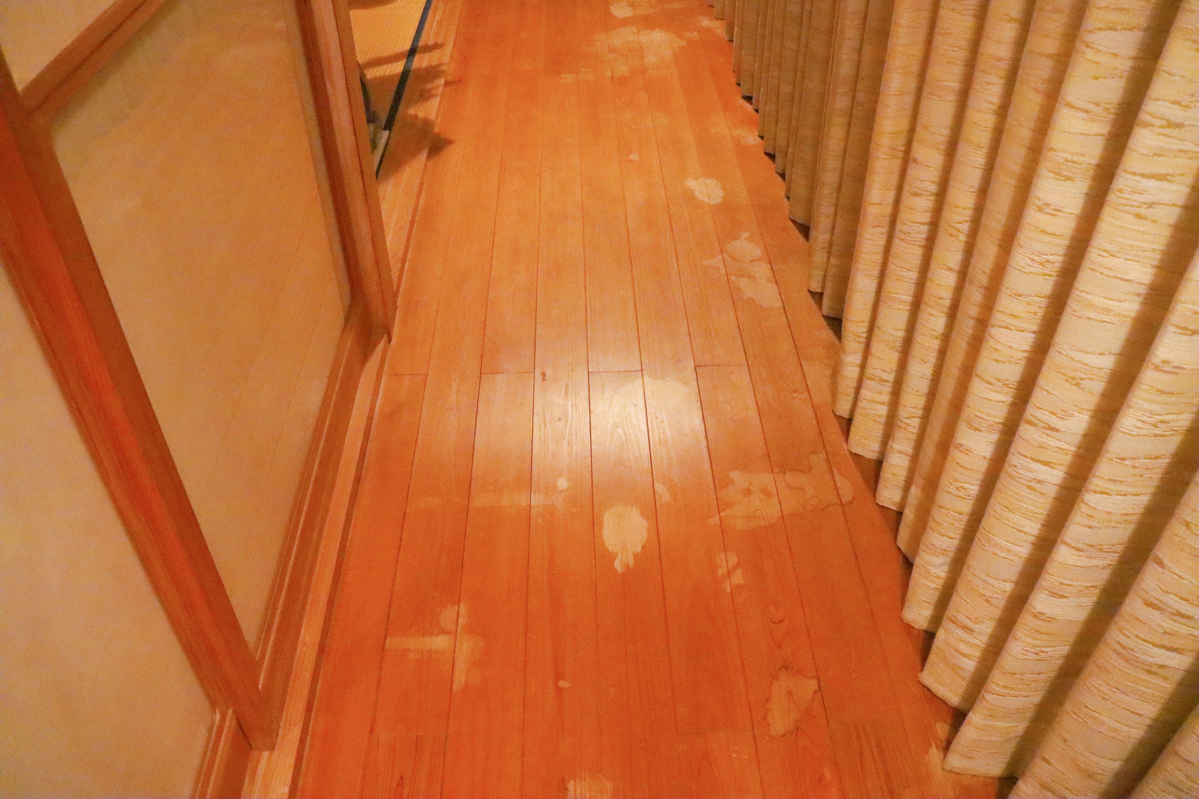 pet urine stains on floor
