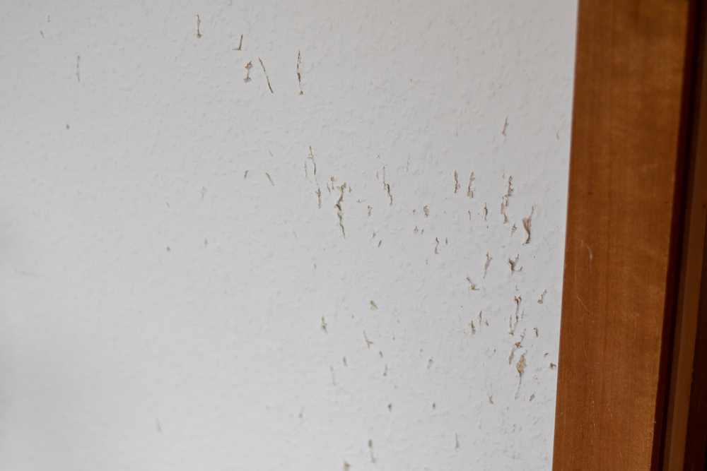 pet damage on walls